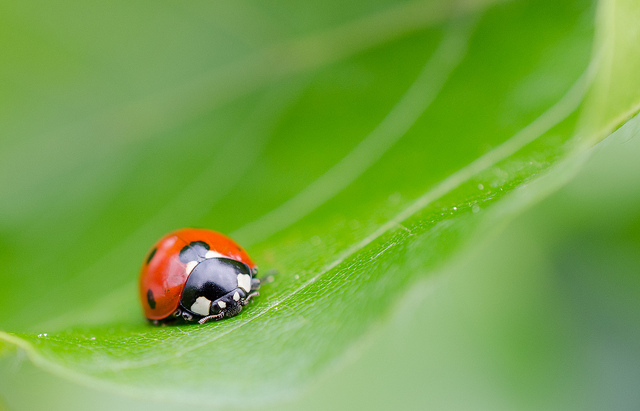 ladybird