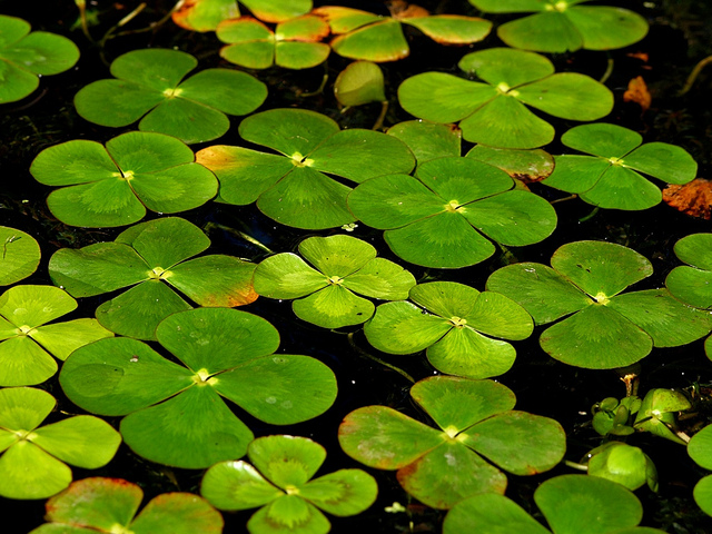 Des trèfles à quatre feuilles qui symbolisent la chance