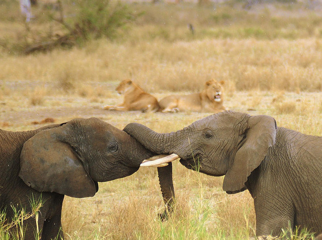 Safari Tanzanie