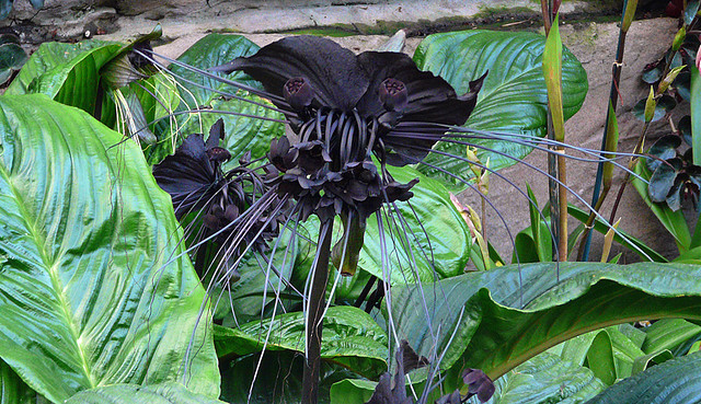 Tacca Chantrieri 