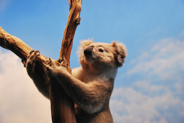 photo d'un koala