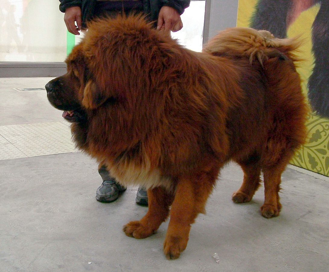 Un mastiff tibétain, chien le plus cher du monde