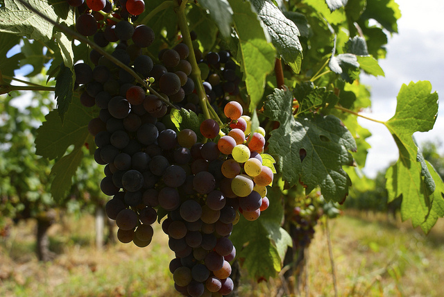 Photo de grappe de raisins sur une vigne