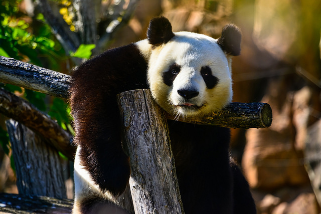 Animal Totem Panda