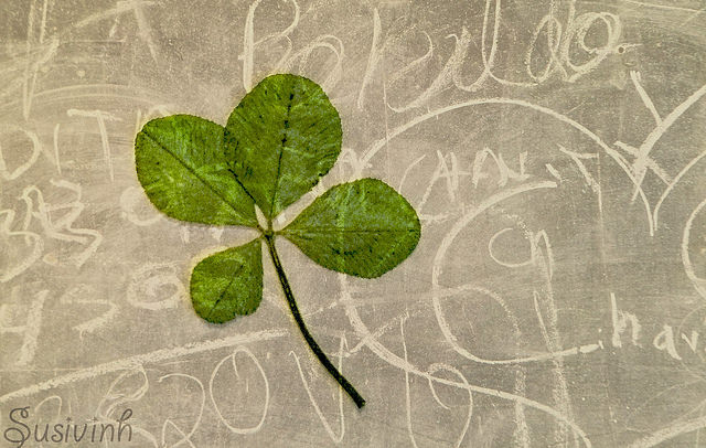 Photographie d'un trèfle à quatre feuilles vert collé sur un mur gris.