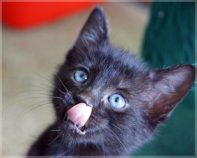 Petit chat noir mignon.