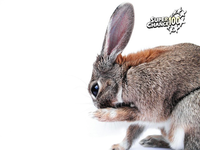 Un lapin à grandes oreilles se lèche la patte.