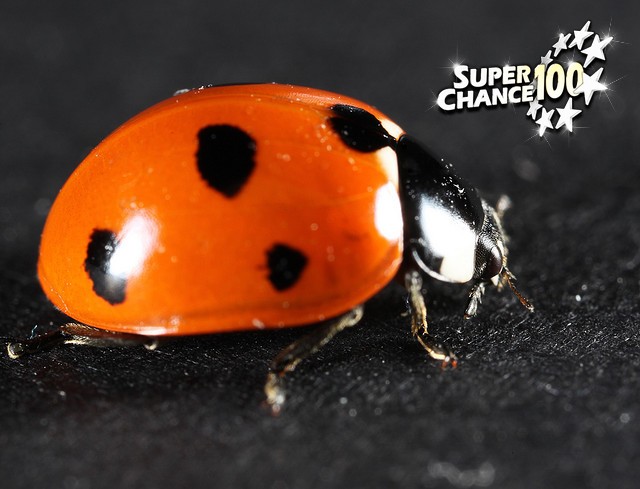 Photographie gros plan d'une coccinnelle.