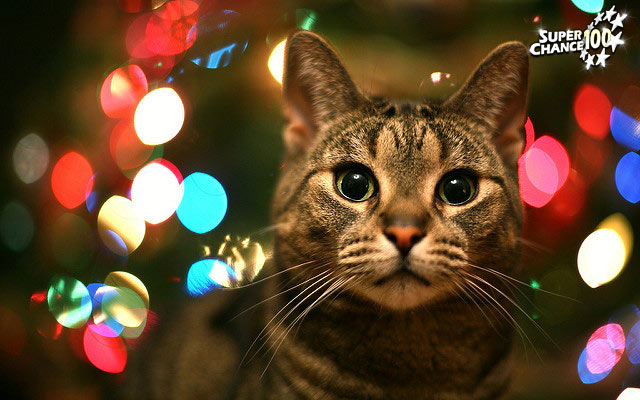 Photographie d'un chat entouré d'halos lumineux colorés.